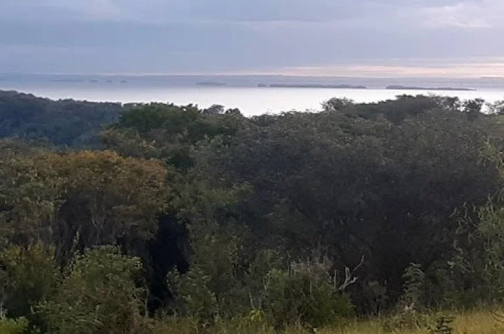 Após passagem do Dia de Proteção às Florestas, especialista ressalta importância da preservação do meio ambiente