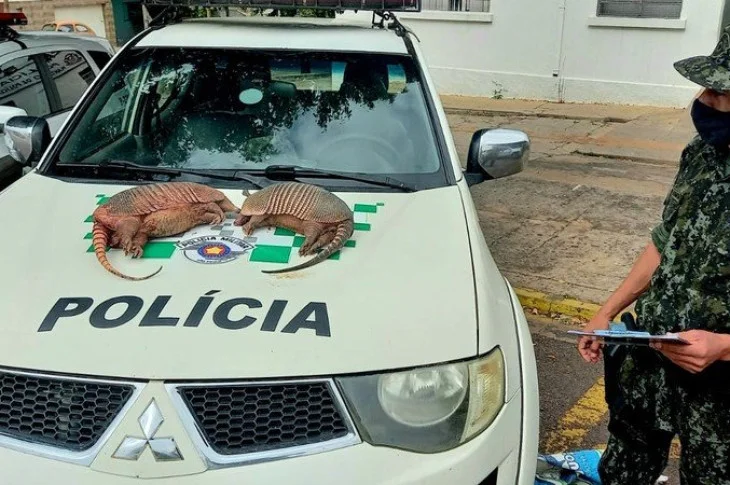 Após polícia encontrar tatus-peba mortos, homens são multados em R$ 2 mil por caça de animais silvestres em Piquerobi