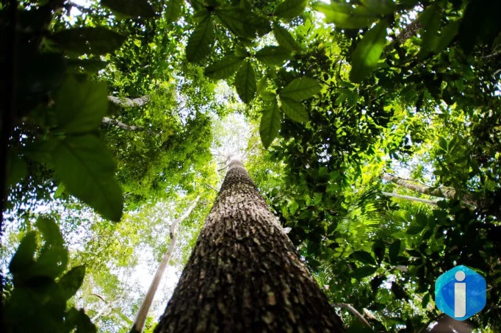 BNDES busca mobilizar até R$ 6 bi para mercado de crédito de carbono