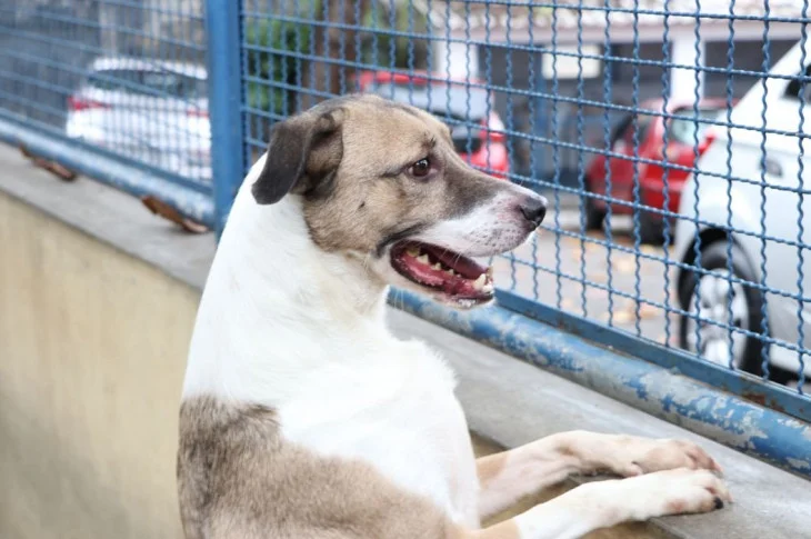 Cães e gatos podem ter vírus da covid-19, mas não transmitem a doença