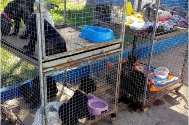 Campanha de adoção responsável de animais é realizada em Epitácio