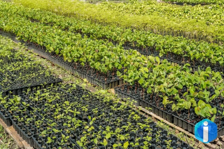 Casal produz espécies nativas da Amazônia e impulsiona reflorestamento