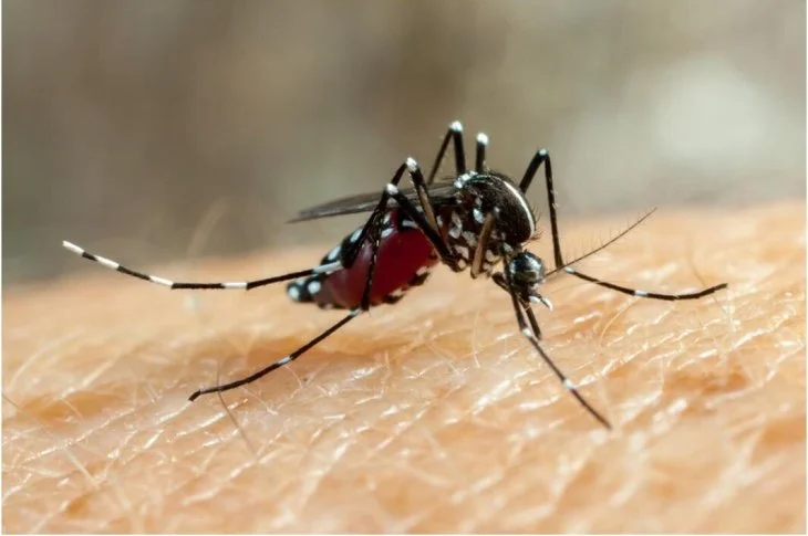 Casos de dengue triplicam em comparação a 2021; Aumento é de 243% em Presidente Prudente