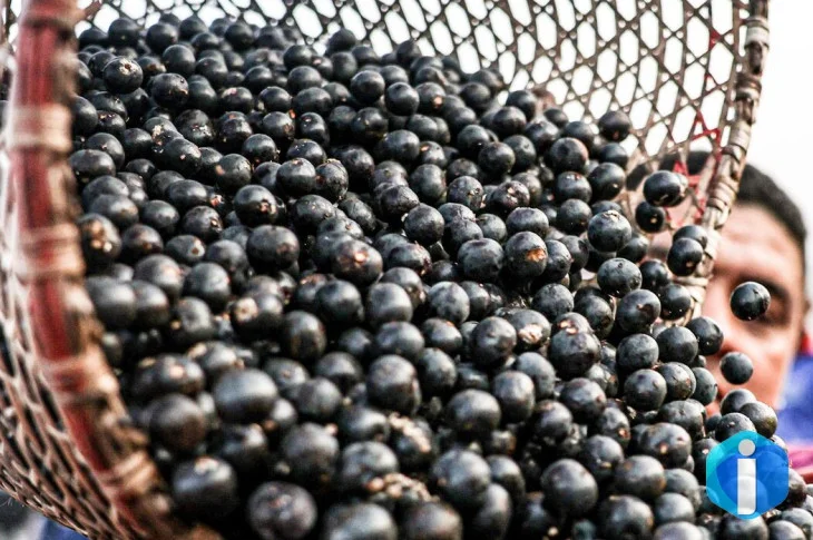 China facilita exportação de polpas e frutas congeladas brasileiras