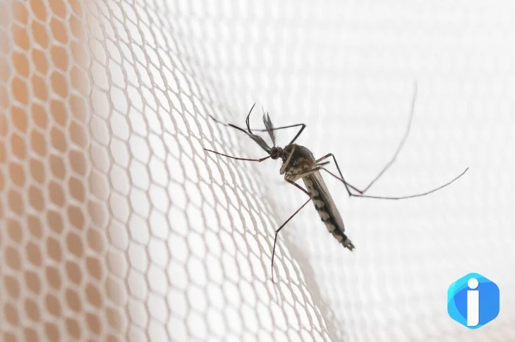 Cidades do noroeste de SP têm maior incidência de casos de dengue