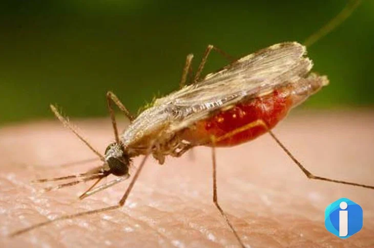 Cientistas da Fiocruz podem produzir vacina completa contra a malária