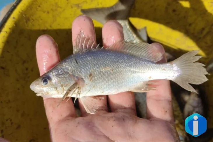 Cientistas identificam taxa recorde de deformações em peixes do ES