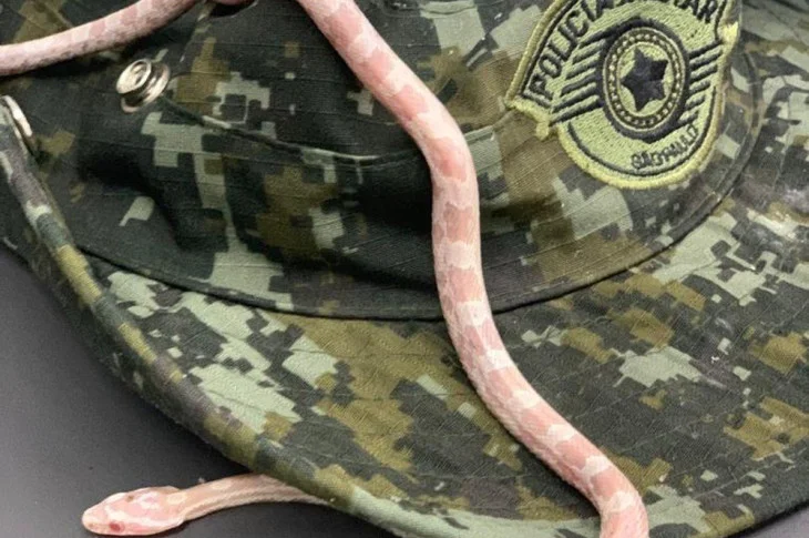 Cobra de espécie originária dos Estados Unidos é encontrada dentro de ônibus interestadual em Prudente