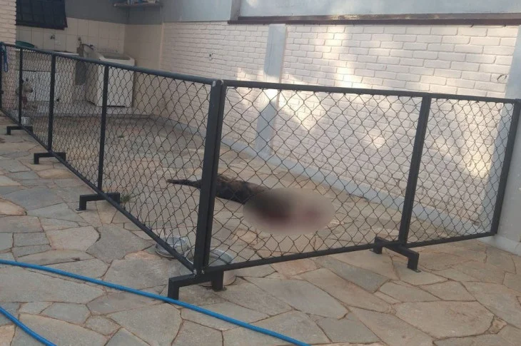 Com medidas cautelares, TJ-SP manda soltar engenheiro civil que matou o próprio cão com tiro de pistola