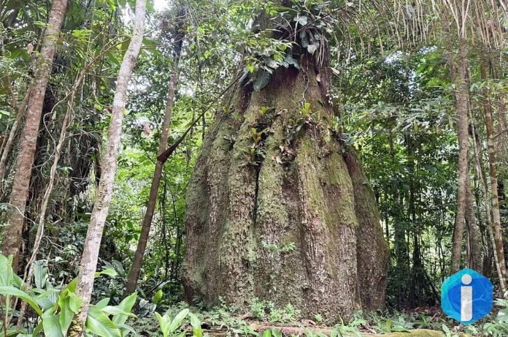 Congresso terá sete em cada dez parlamentares contra agenda ambiental