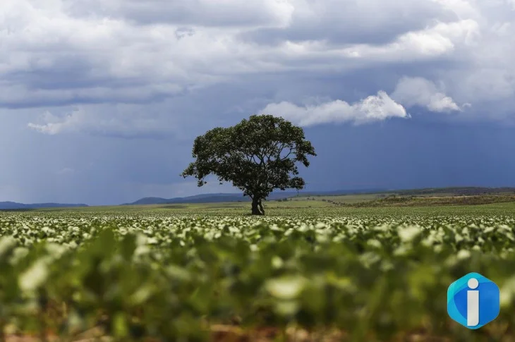 Crédito rural financiou R$ 92,4 bi em áreas com alertas ambientais