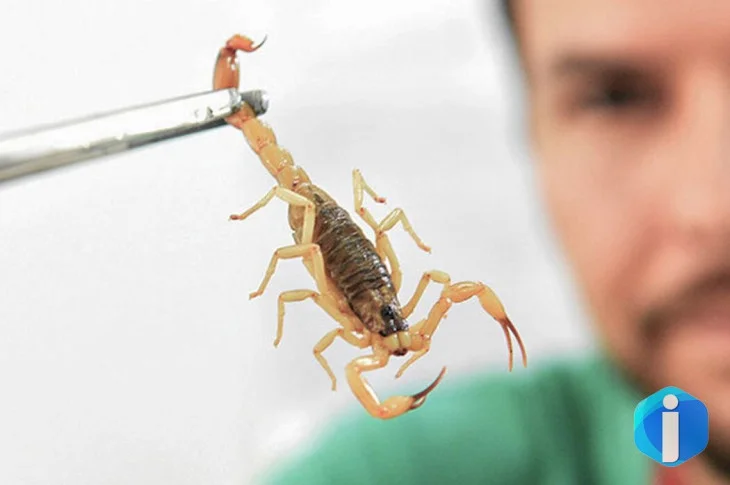 Crianças são mais vulneráveis a envenenamento por picada de escorpião