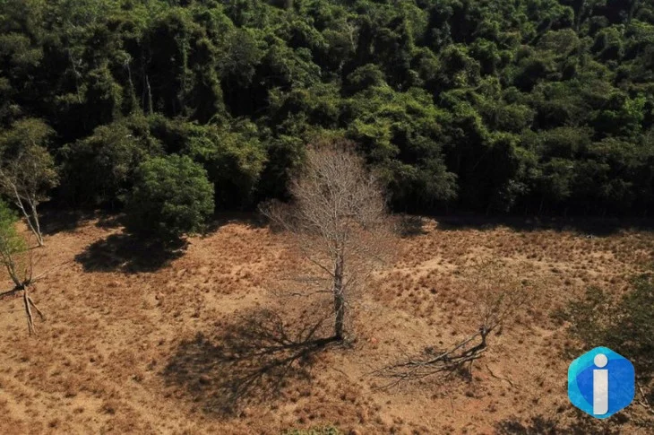 Depois da COP17, Brasil é cobrado a efetivar metas de restauração