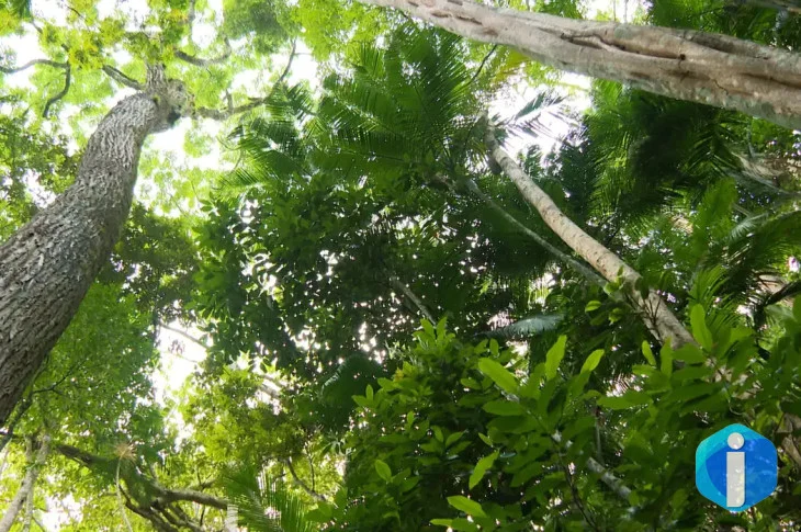 Desmatamento da Mata Atlântica de São Paulo tem queda de 29%, diz Inpe