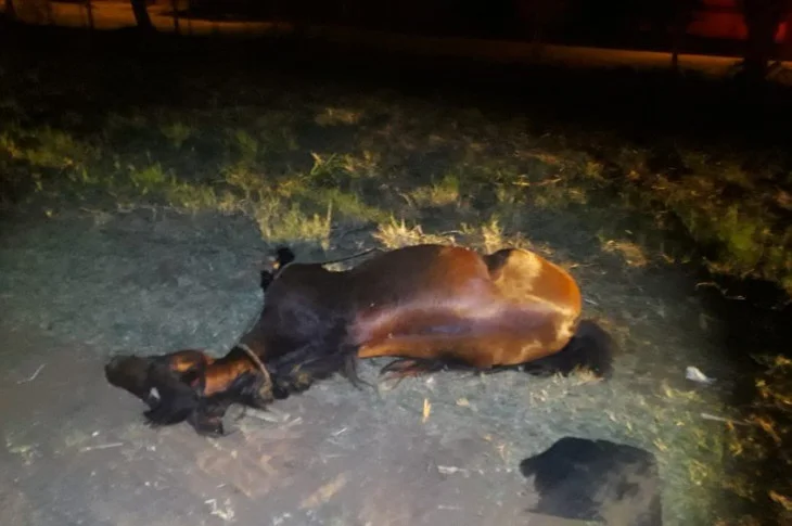 Égua morre atropelada por ônibus de transporte de trabalhadores rurais na Rodovia da Integração