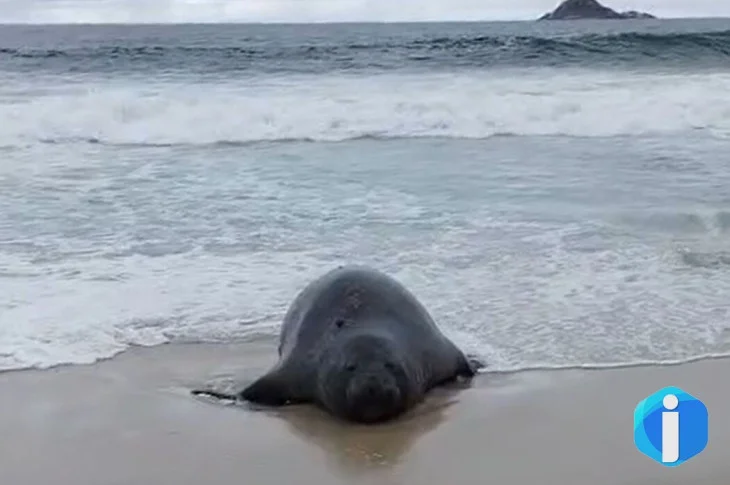 Elefante-marinho atrai atenção de banhistas em praia do Rio