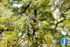 Entidade cobra compromisso de candidatos com direitos da natureza