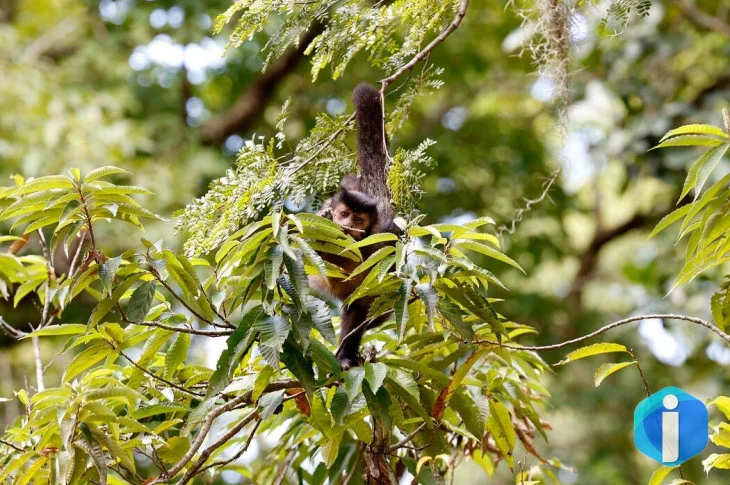 Entidade cobra compromisso de candidatos com direitos da natureza