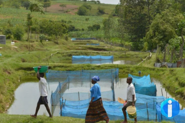 Estudo alerta para avanço de bactéria em criações de peixes