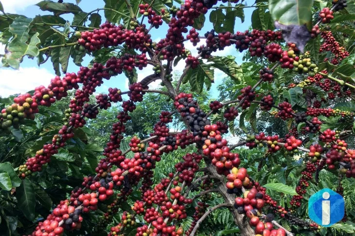 Exigências regulatórias da UE podem embarreirar pequenos cafeicultores