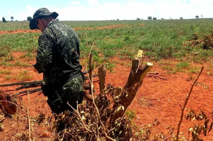 Fazendeiro é autuado em R$ 18 mil por corte irregular de 60 árvores nativas sem autorização em Presidente Epitácio
