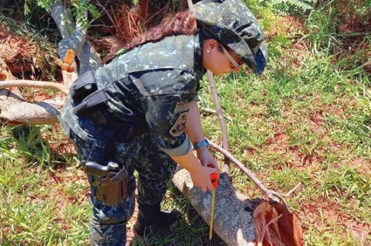 Homem é autuado em mais de R$ 50 mil pela derrubada irregular de 167 árvores em Caiuá