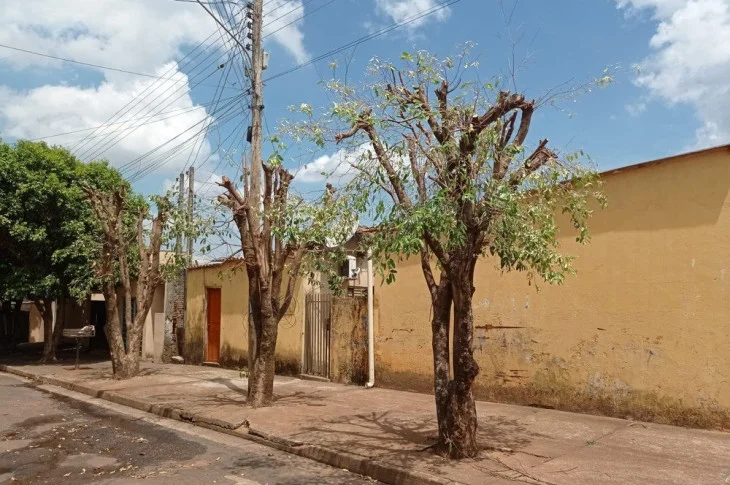 Homem é autuado em R$ 2 mil após poda drástica de árvores no Centro de Teodoro Sampaio