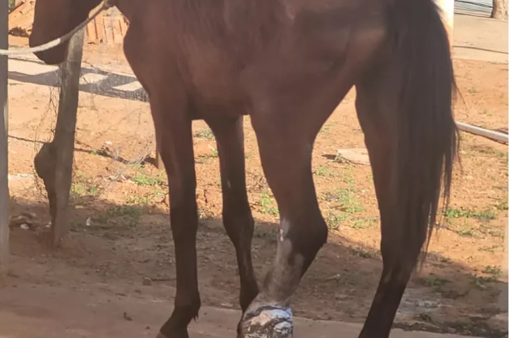Homem é autuado em R$ 3 mil por maus-tratos a cavalo, em Presidente Epitácio