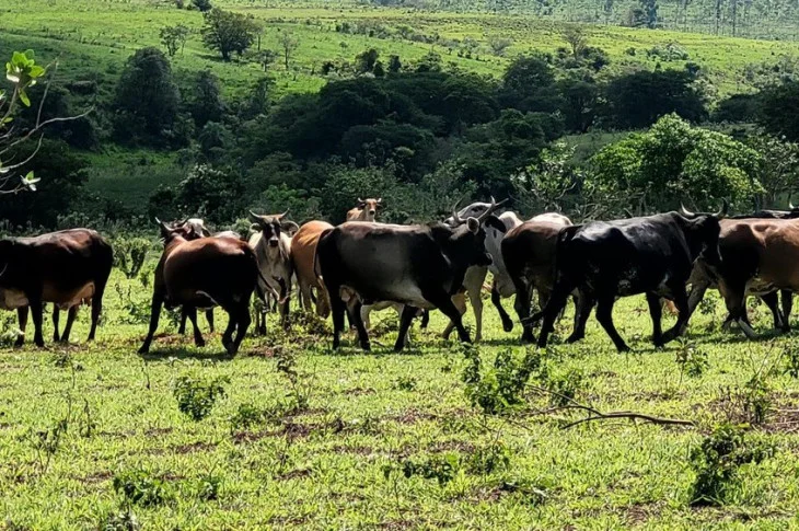 Homem é autuado em R$ 65 mil por uso de área de reserva para pastoreio de 18 bovinos