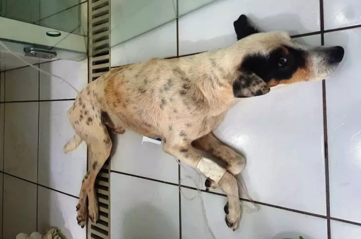 Homem é multado em R$ 3 mil após cão perder movimentos de pernas devido a castração irregular e falta de tratamento