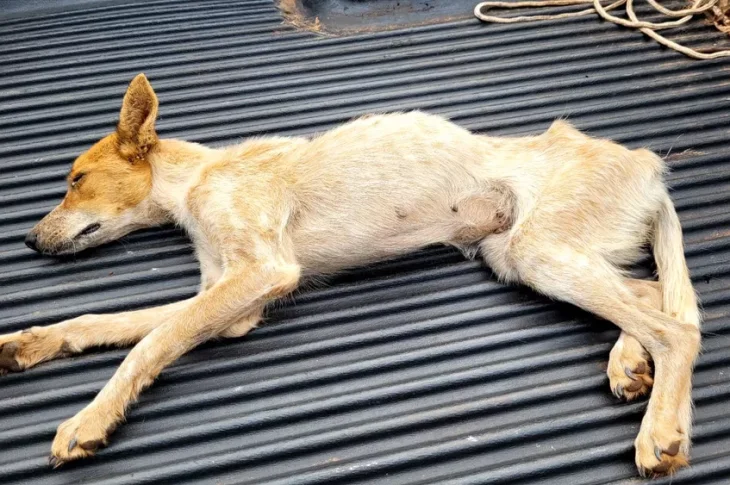 Homem é preso em flagrante por maus-tratos a cachorro resgatado pela Polícia Ambiental em Presidente Venceslau
