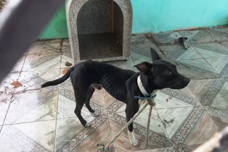 Homem leva multa de R$ 3 mil ao deixar cão 'infestado de carrapatos' amarrado sem água e comida