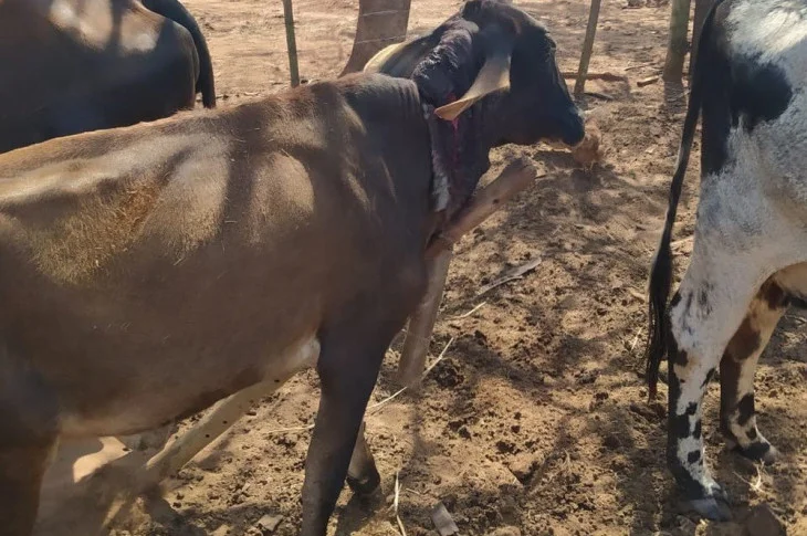Homem leva multa de R$ 3 mil por maus-tratos a vaca contida com dispositivo rústico conhecido como ‘canga’ no pescoço