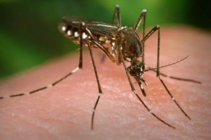 Idosa de 69 anos é a primeira vítima fatal da dengue no ano de 2022 em Dracena