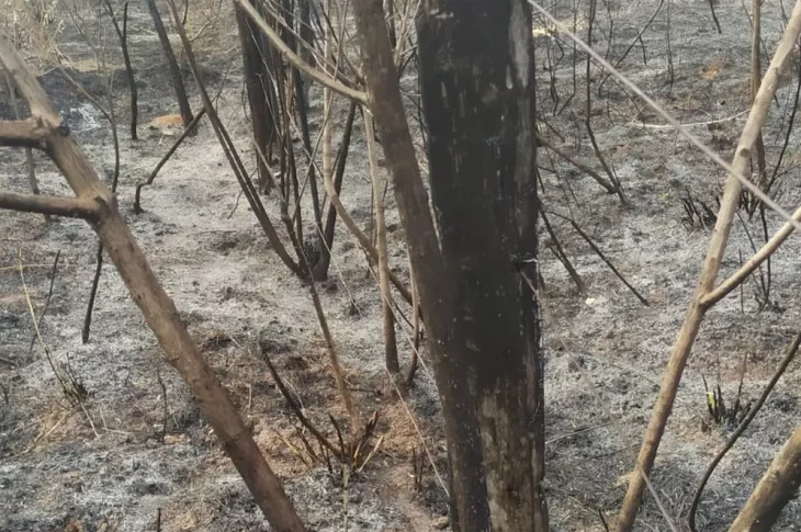 Incêndio em fazenda atinge vegetação em área de reserva legal e acarreta multas de mais de R$ 250 mil em Marabá Paulista