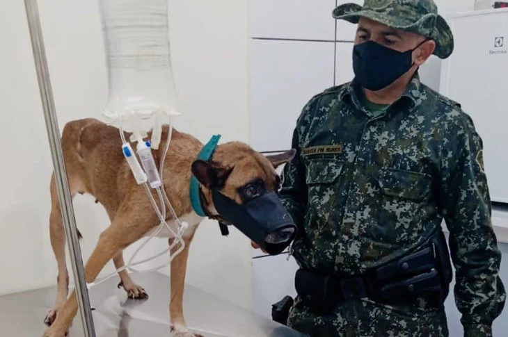 Inquérito policial apura denúncia de maus-tratos e suposto abuso sexual contra cadela