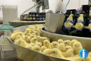 Investigação expõe trituração de pintinhos na indústria de ovos