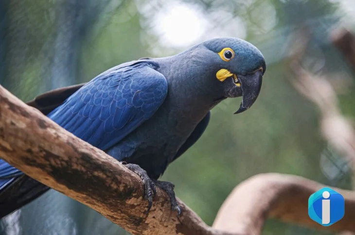 Lista de fauna ameaçada tem 180 animais incluídos e 150 retirados