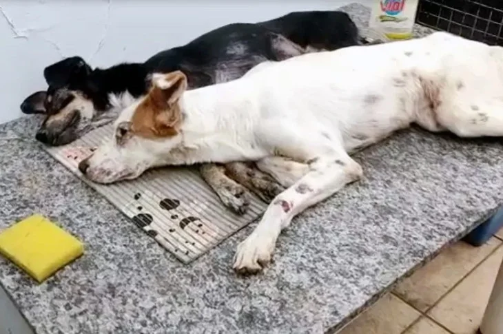 Médico veterinário é multado em R$ 21 mil por maus-tratos a seis cachorros e um gato