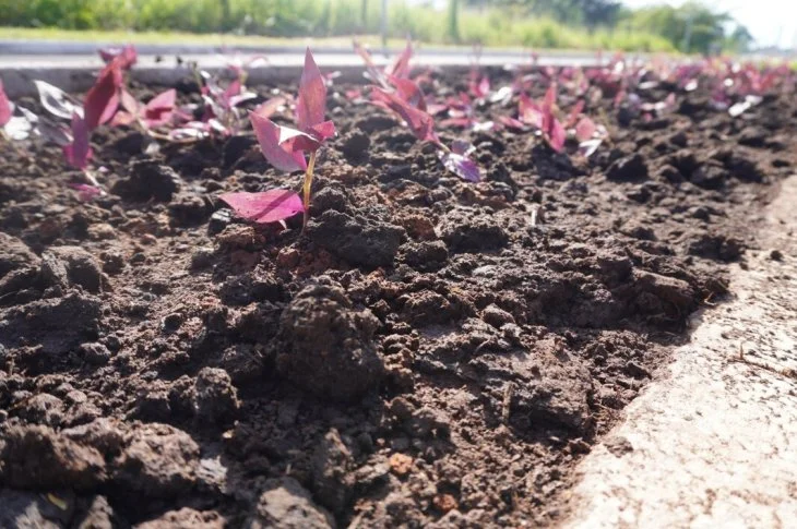 Meio Ambiente; Prefeitura de Venceslau, realiza plantio de mais de 3,5 mil mudas de diferentes espécies, na avenida Carlos Platzeck!