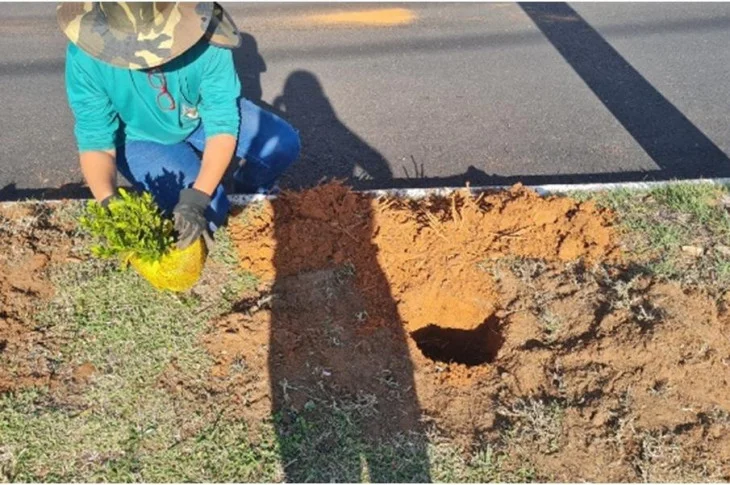 Mudas de icsória são plantadas no canteiro central da Avenida Tiradentes