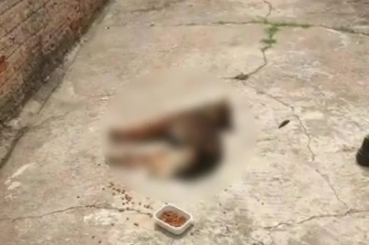 Mulher recebe multa de R$ 6 mil por maus-tratos e morte de cachorro