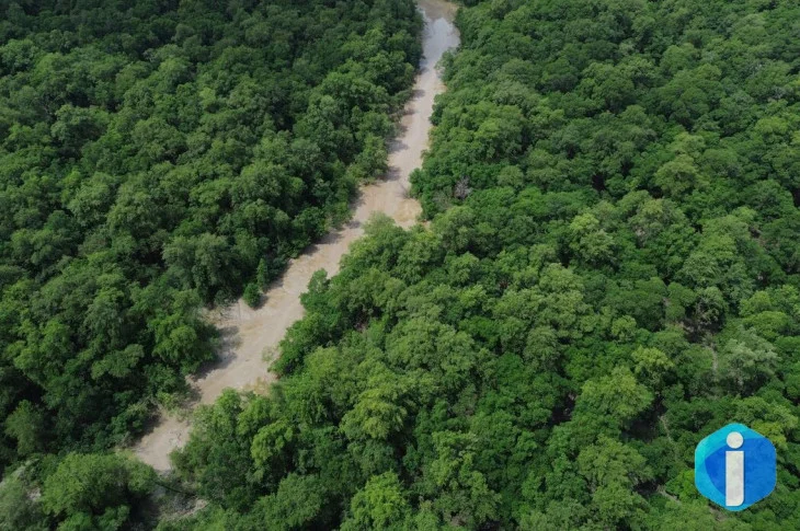 No Dia da Amazônia, campanha pede que eleitor vote por floresta em pé