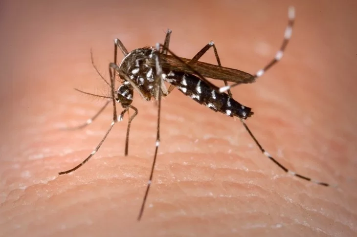 Novo caso de dengue é registrado em Presidente Venceslau