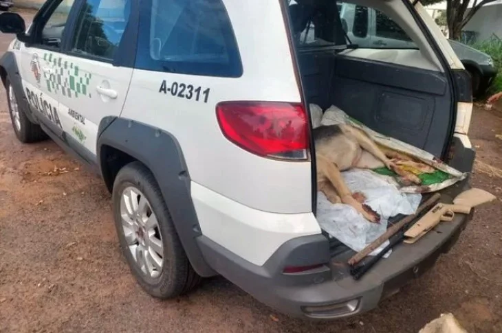 ONG venceslauense organiza protesto após homem ter espancado e matado cachorra