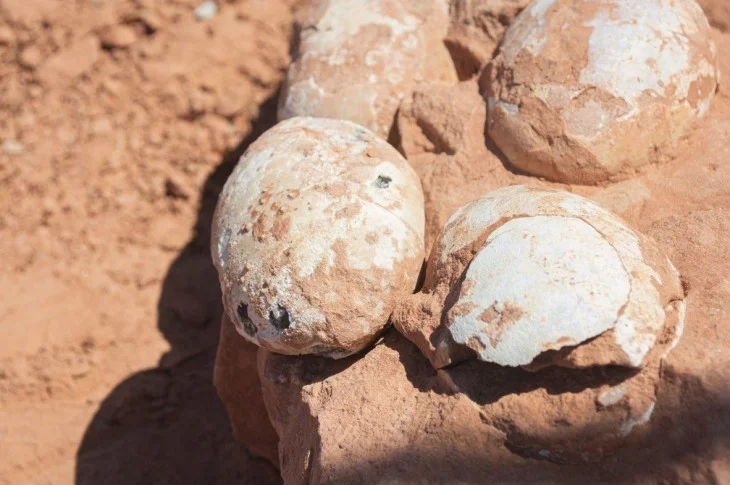 Paleontólogos estudam ovos fossilizados de dinossauro carnívoro encontrados em Presidente Prudente