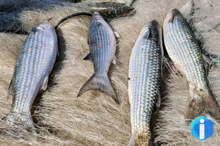Pesca de tainha na modalidade arrasto de praia está suspensa