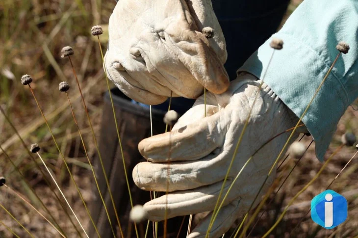 Pesquisadores encontram plantas consideradas extintas há 30 anos