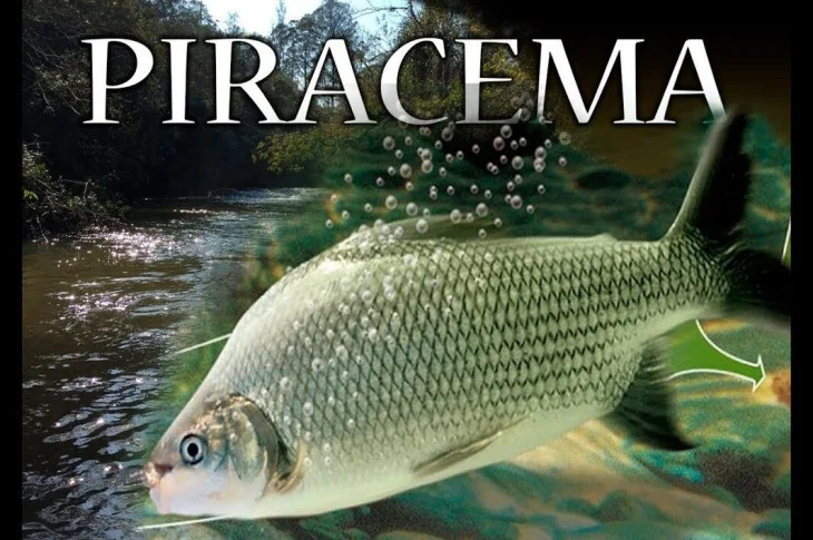 Piracema tem início; saiba o que é proibido e permitido