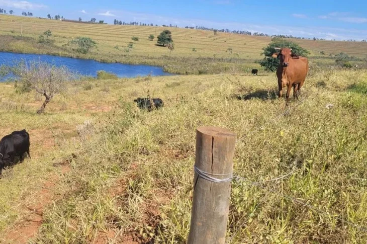 Polícia Ambiental constata pastoreio de gado em reserva e autua assentado em R$ 3,9 mil